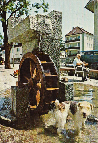 Cartolina foxterrier - *, *