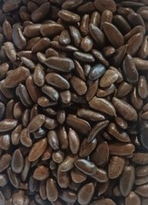 300 SEMI DI ASIMINA TRILOBA DETTO BANANO DI MONTAGNA SETTEMBRE 2025