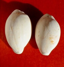 CYPRAEA FOSSILE MIOCÈNE DU