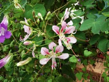 Bauhinia yunnanensis HARDY