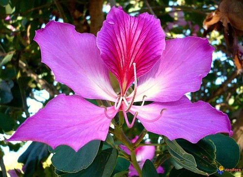 Bauhinia purpurea purple - bauhinia,