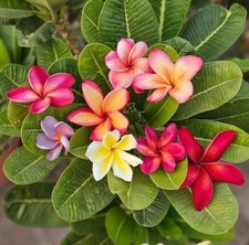 80001860 plumeria frangipani - plumeria,