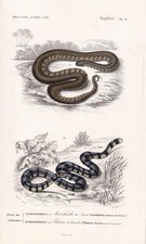 1861 Elephant Trunk SNAKE &