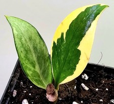 Zamioculcas Zamiifolia Aurea