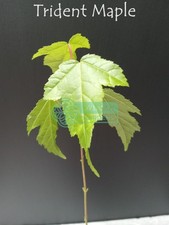 Trident Maple Tree (Acer