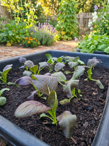 Semi lila pak choi a - di,