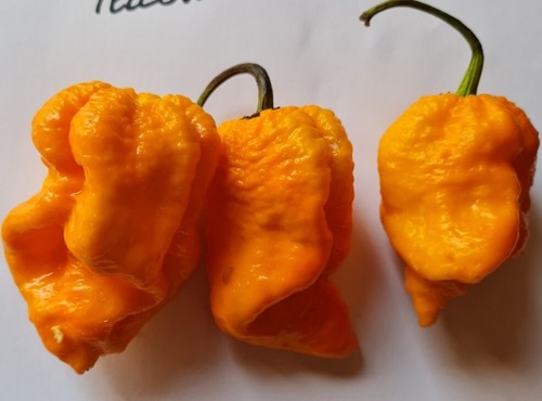 Semi peperoncino 7pot - di,