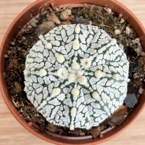 Astrophytum superkabuto pot - superkabuto,