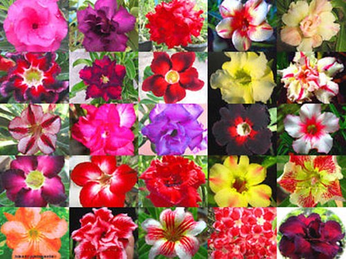 Adenium obesum identificato - obesum, "identificato