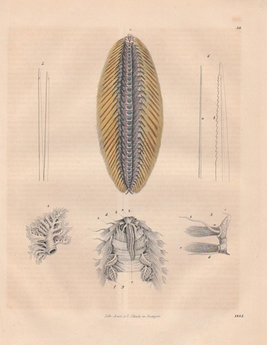 Amphinome rostrata seemaus - amphinome,