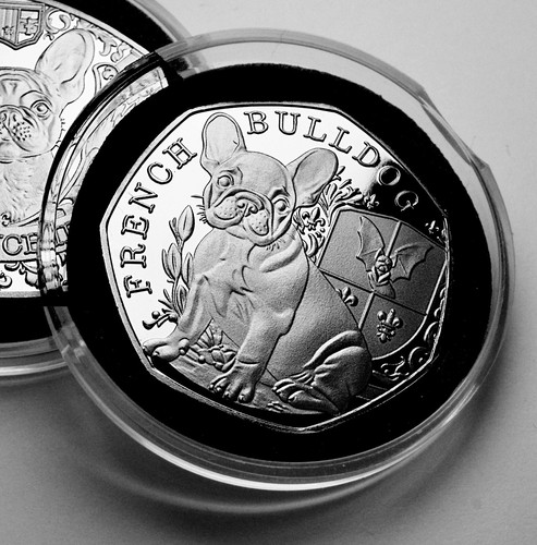French bulldog silver - french,