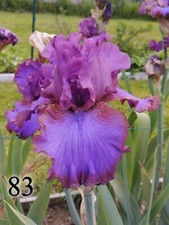 1 rizoma Iris Germanica