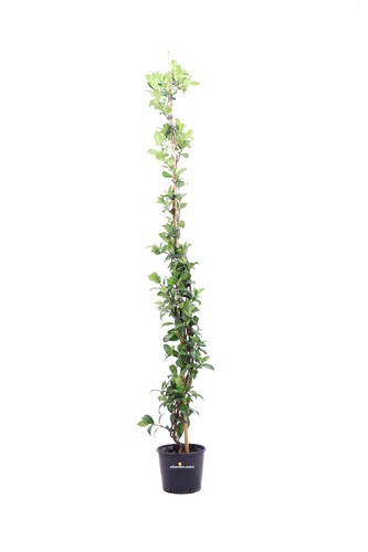 Pianta rhyncospermum - pianta,