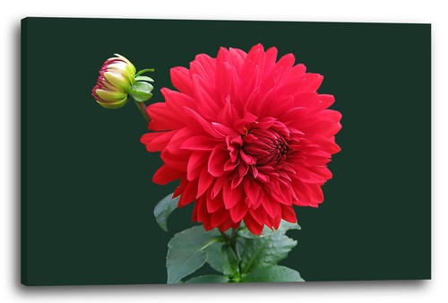 Tela cornice fiori foto - fiori,