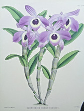 John Nugent Fitch ORIGINAL