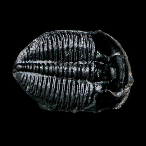 Elrathia kingi trilobite - 1",