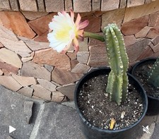 Talee Cereus Peruvianus 40/50