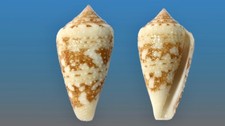 Conidae, Conus ammiralis f. architalassus, Bohol, Philippines, 40 mm, HARD