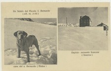 PICCOLO S.BERNARDO -CANE DEL