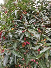 Photinia natakayamensis 5 - natakayamensis, (5