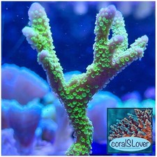 live coral Green Montipora