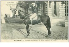 Ippismo N.35626 Faribole Baio