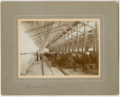 Lavoratori fienile per - in,