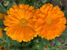 1000 semi CALENDULA ARANCIO +
