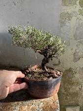 Bonsai Timo Macchia
