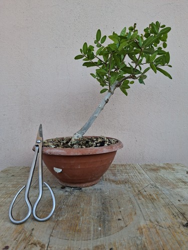 Pre bonsai punica granatum - pre,