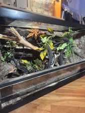 Terrario Geco leopardino -