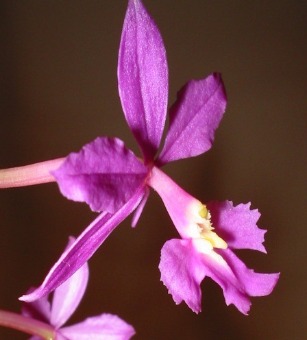 Epidendrum purple conteneur - epidendrum, /