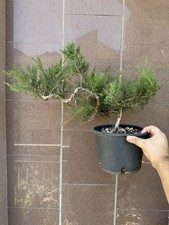 Ginepro Sabina - Bonsai - Juniperus 