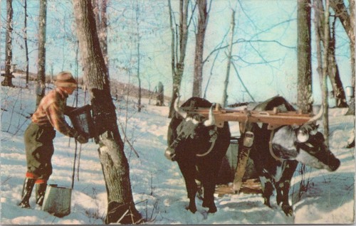 Making maple syrup - making,