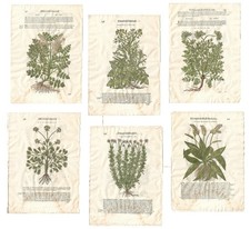 Stampe antiche MATTIOLI