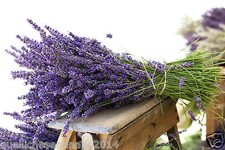 500 SEMI /seeds DI LAVANDA