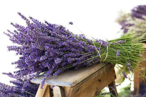 500 semi seeds lavanda - 500, di
