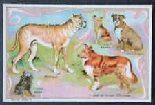 Immagine cromata CICORIA