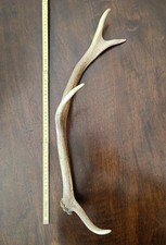 Palco Cervo 50cm circa