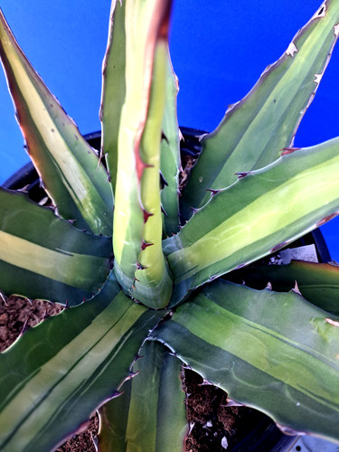 Agave gentryi jaws variegated - gentryi,