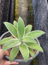 Rara pianta succulenta agave