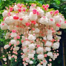 50 Pz Semi Di Fiori Colori