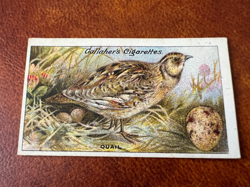 Gallaher birds nests - birds, &