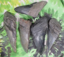 Denti di squalo megalodonte 5
