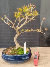 bonsai di melograno Giapponese