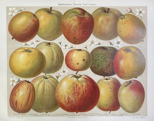 Grafica antica pomologia - grafica,