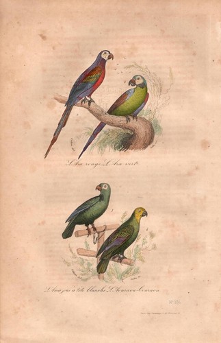 Stampa antica pappagalli - pappagalli, ara