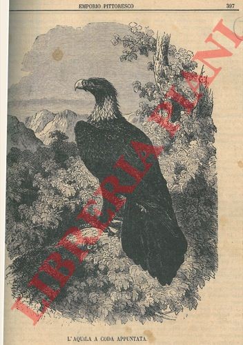 Ornitologia rapaci - ornitologia,