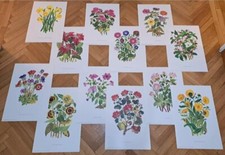 CARTELLA/RACCOLTA 12 STAMPE-IL MONDO DEI FIORI-MOTTA ED-ANNO 81-VINTAGE FLOWERS