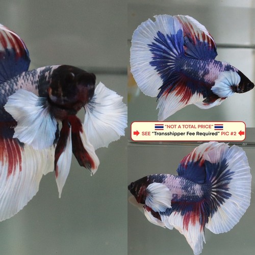 Live betta fish - fish, (thailandia)
